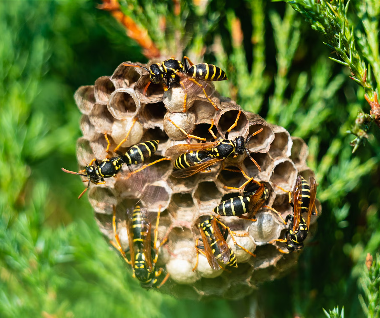ბზიკების განადგურება ბზიკების ბუდის აღმოჩენა ბზიკების შეწამვლა