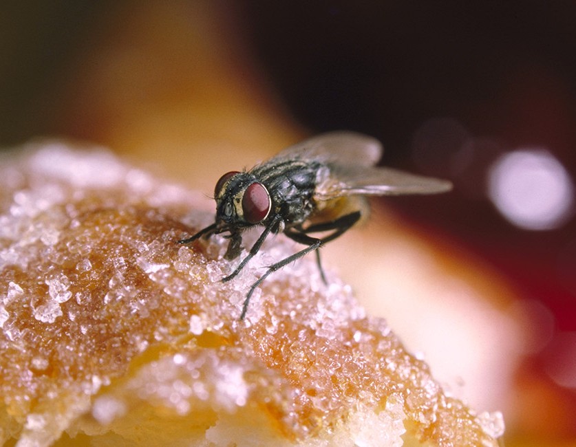 ბუზები ნიშნავს ანტისანიტარიას