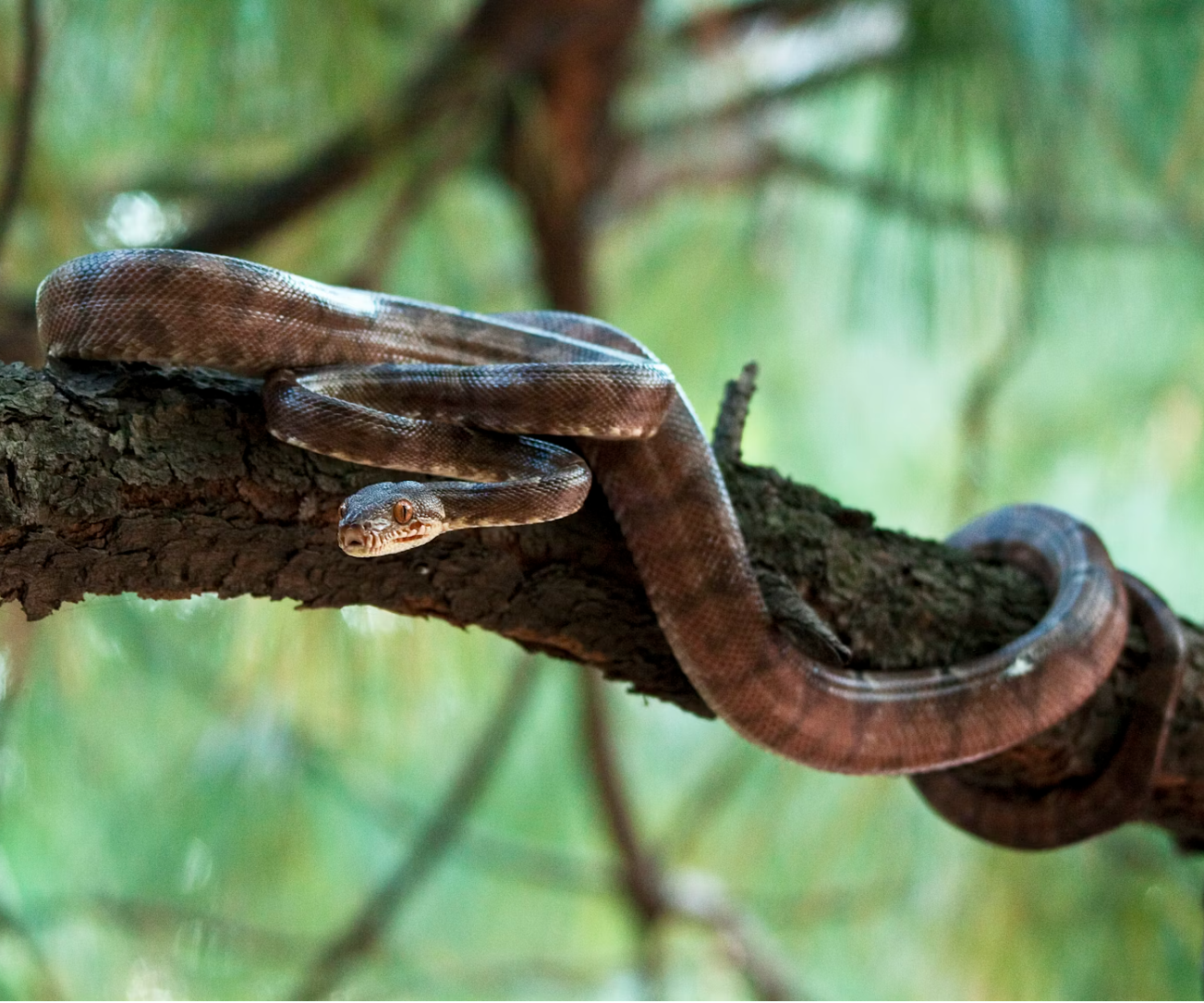 გველების მოშორება უსაფრთხოების დაცვა პრევენცია