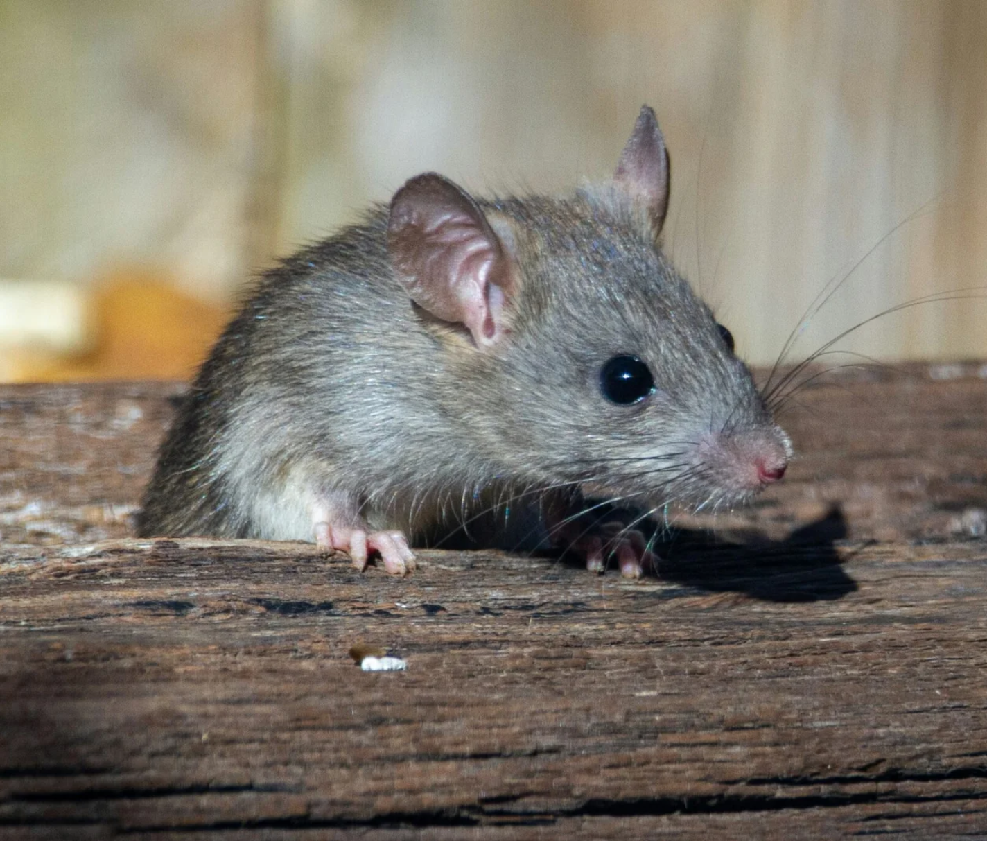 ვირთხა რისკები პრევენცია და კონტროლი