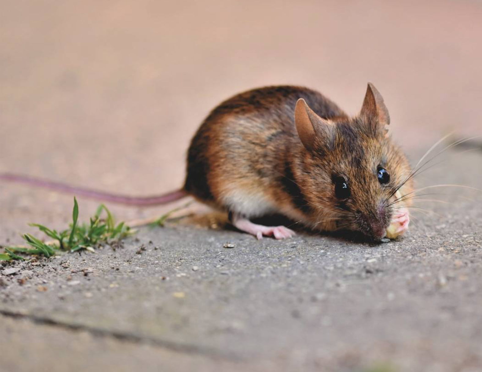 თაგვების მოშორება ხაფანგი მოწამვლა საკვები ობიექტებიდან