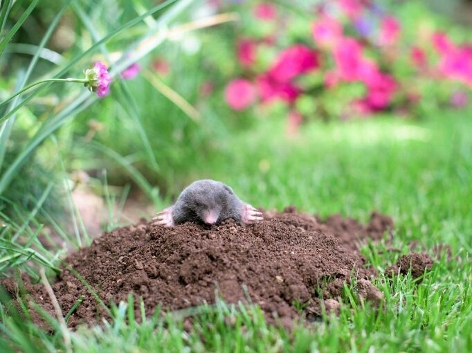 თხუნელას მოშორება უსაფრთხო პრევენცია