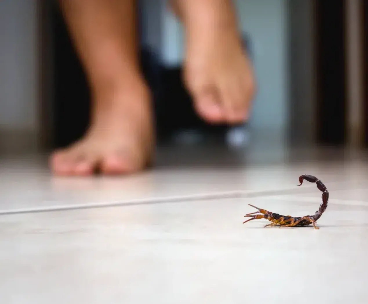 მორიელის მოშორება შეწამვლა პრევენცია