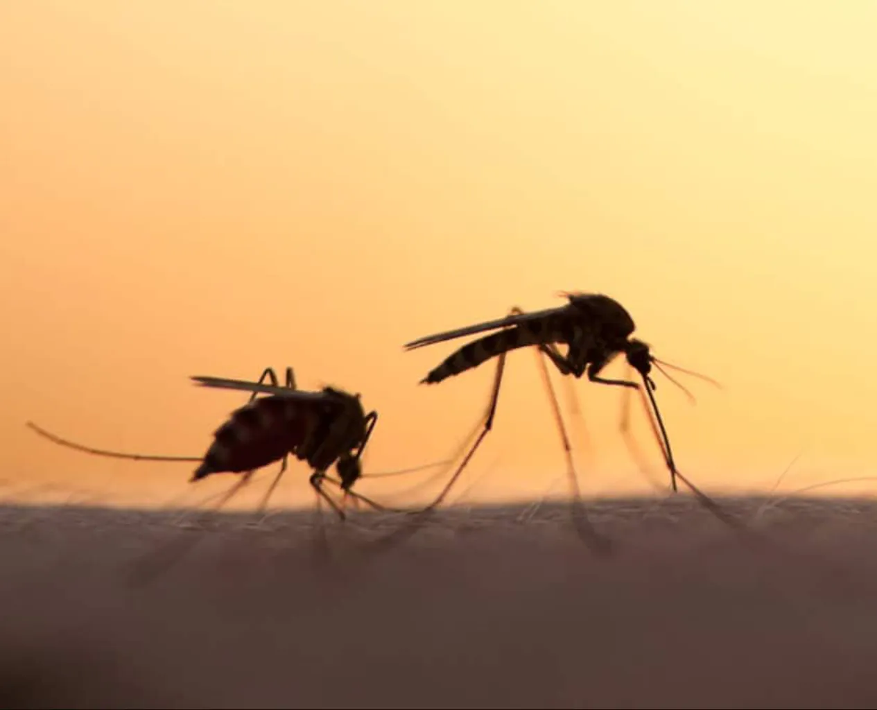 რა ინფექციები გადააქვს კოღოს