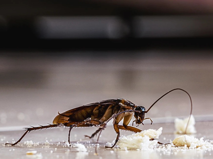 ტარაკნების შეწამვლა და მოშორება