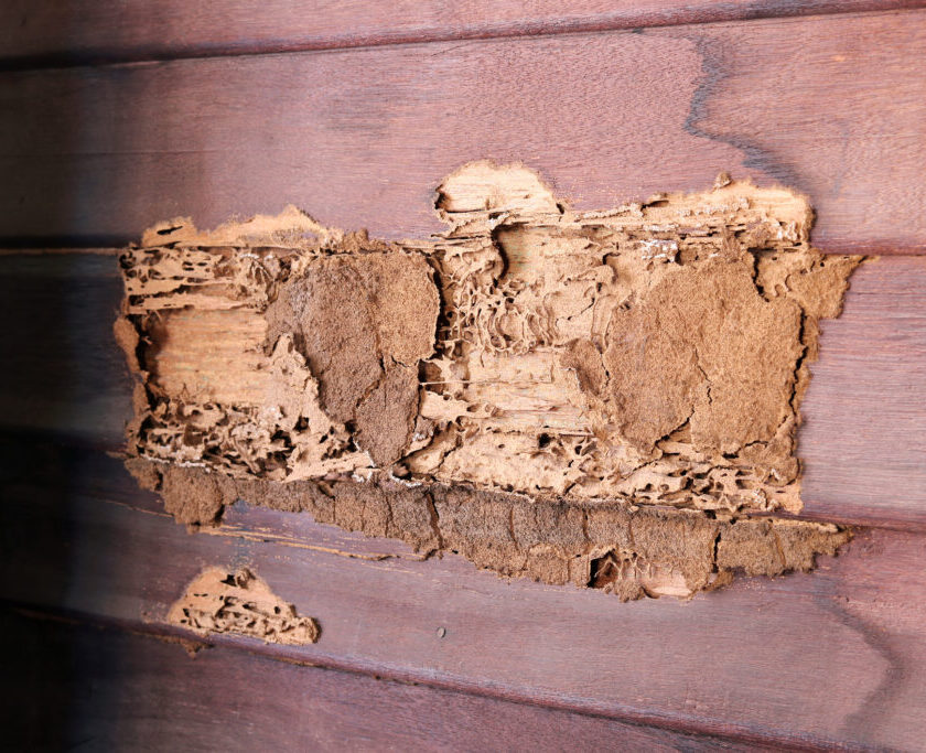 ტერმიტები ხის კონსტრუქციებისთვის ყველაზე საშიში მავნებლები