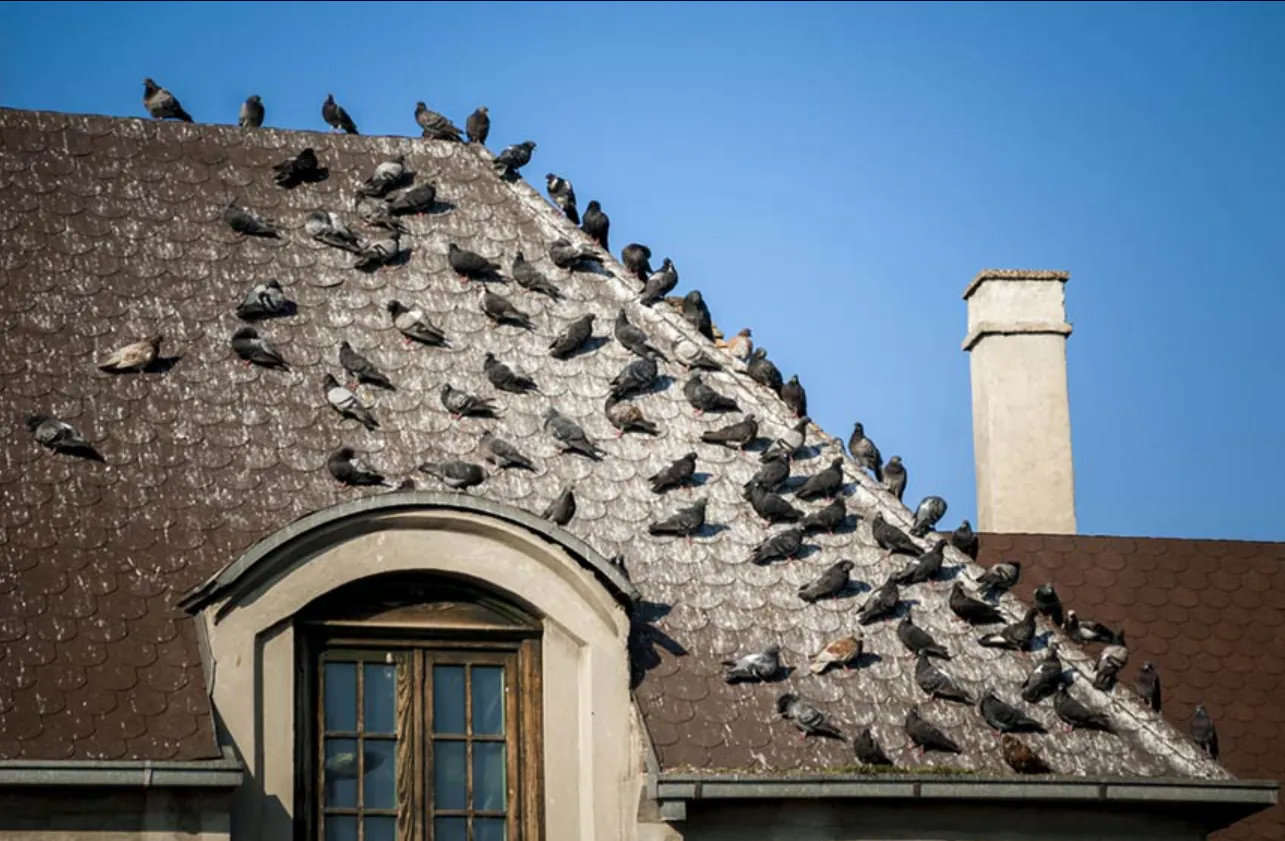 ჩიტები სახურავზე და აივანზე მოშორება