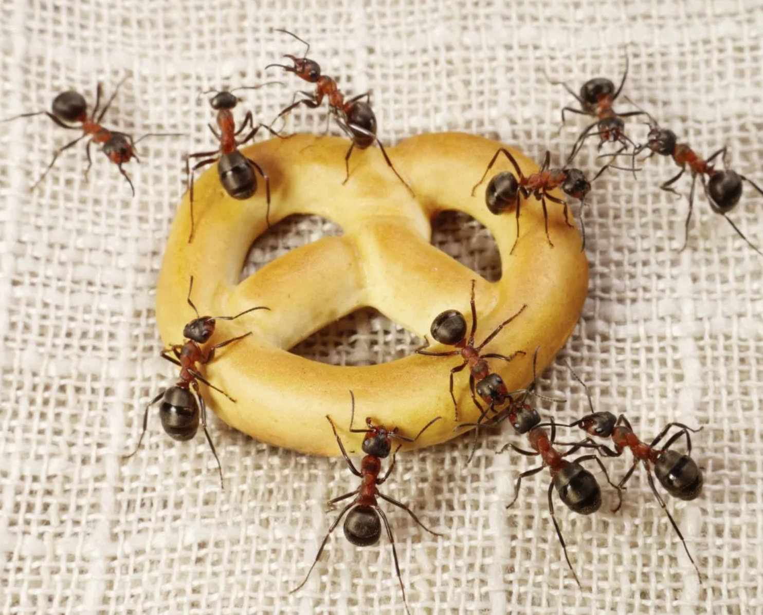 ჭიანჭველების მოსპობა